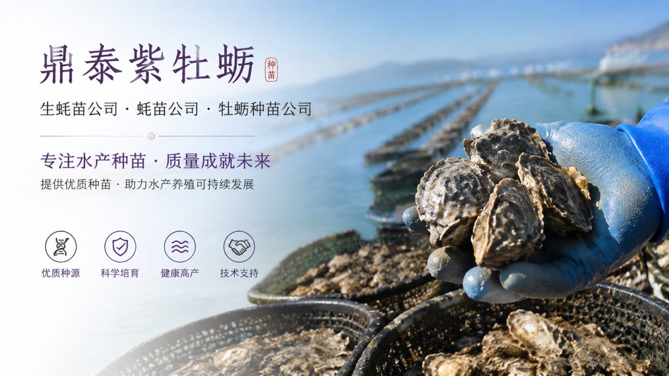 南宁为南北养殖场提供三倍体生蚝苗方案